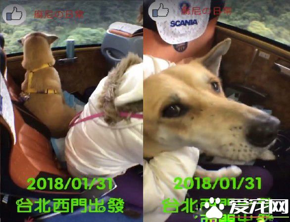 汪星人旅行团 下车都是狗惊讶到路人