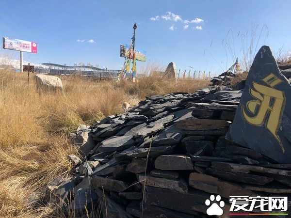 要是再不走一定走不了 旅途偶遇亲人猫咪不舍离开