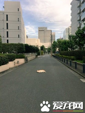 一招让任性柴柴认输 神奇让赖半路不肯动的懒柴起身