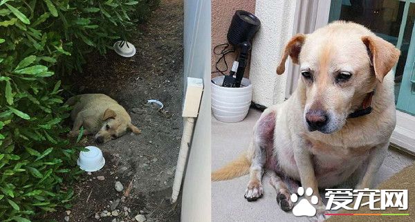 8岁拉拉被家人遗弃 病重守空房子苦等家人