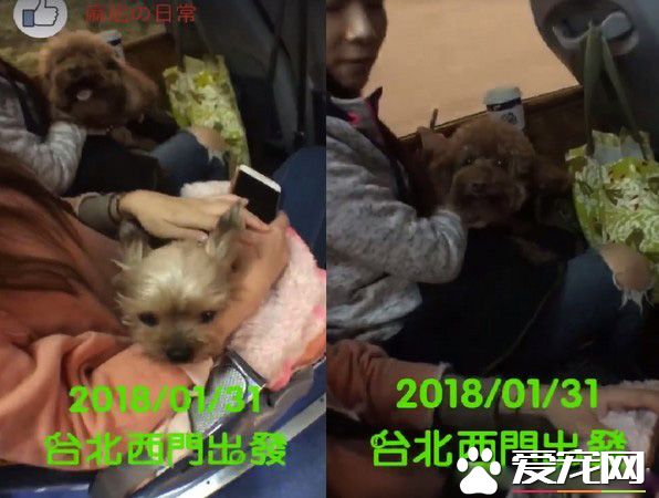 汪星人旅行团 下车都是狗惊讶到路人