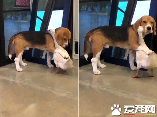 跨物种的友情！狗狗和鸭鸭超亲密抱抱