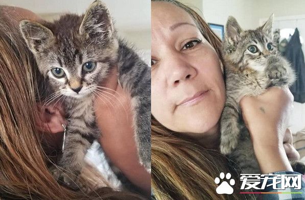 美国虎斑惨遭变态虐待 幸遇暖心车主被救起