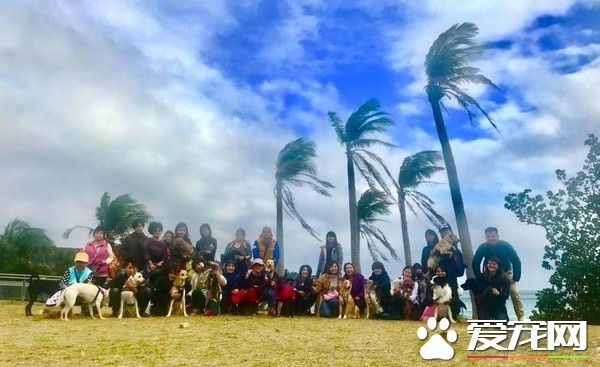 汪星人旅行团 下车都是狗惊讶到路人