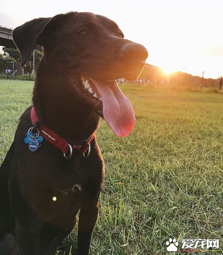 5cm亮点！老公帮狗量的超专业各部位长度详解图