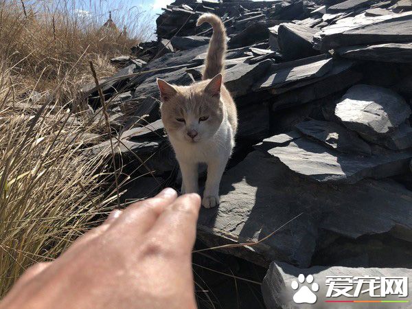 要是再不走一定走不了 旅途偶遇亲人猫咪不舍离开