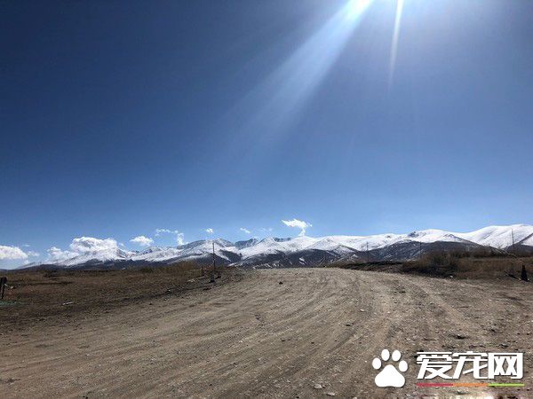 要是再不走一定走不了 旅途偶遇亲人猫咪不舍离开