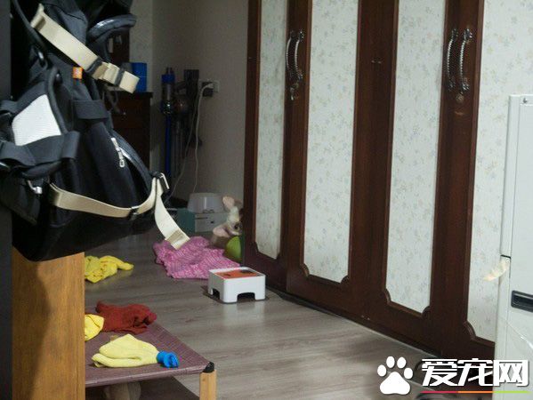 气到发抖！超萌法斗以为妈妈被欺负