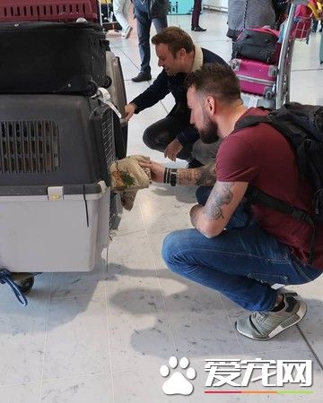 飞越3000公里！战乱幸存狗狗陪伴军人爸爸克服创伤