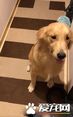 请叫我"吃"风毛孩！来看挑战吹风机汪汪