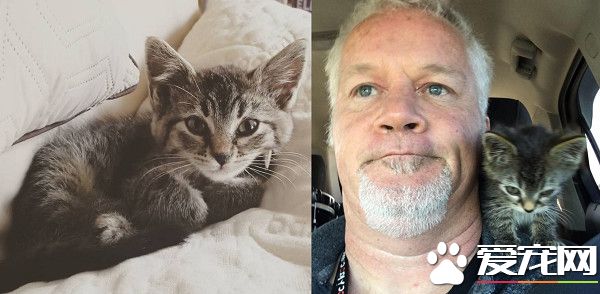 美国虎斑惨遭变态虐待 幸遇暖心车主被救起