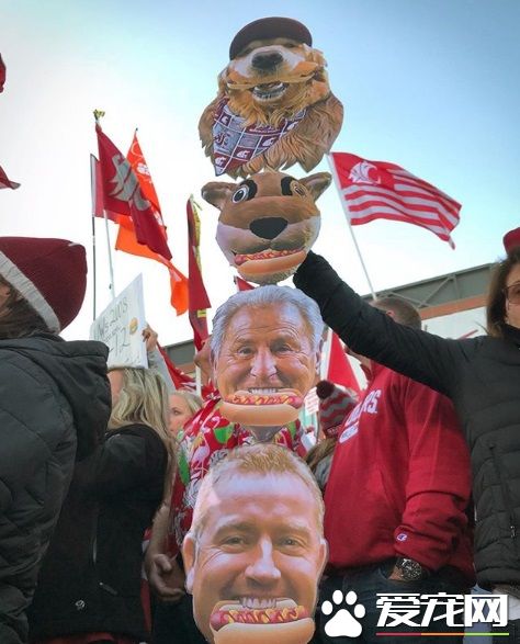 萌犬叼着热狗堡配合主人拍照 超乖巧的模样萌翻天