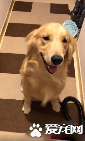 请叫我"吃"风毛孩！来看挑战吹风机汪汪