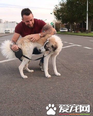 飞越3000公里！战乱幸存狗狗陪伴军人爸爸克服创伤