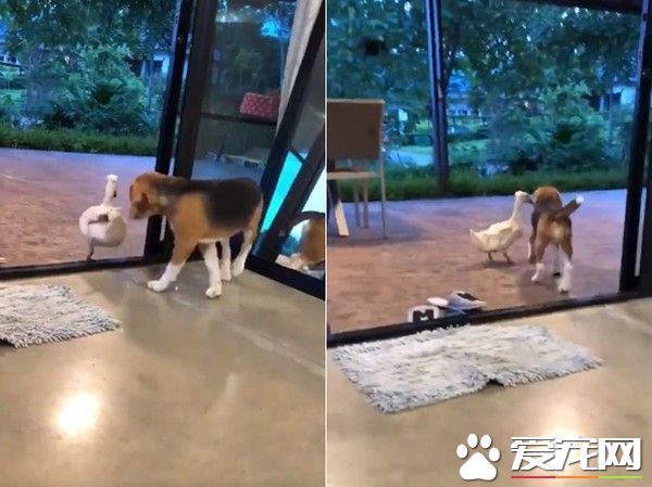 跨物种的友情！狗狗和鸭鸭超亲密抱抱