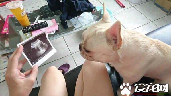 气到发抖！超萌法斗以为妈妈被欺负