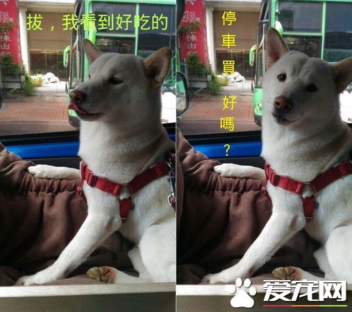 本汪才不是你养的！踩到地雷汪汪可是翻脸不认人的