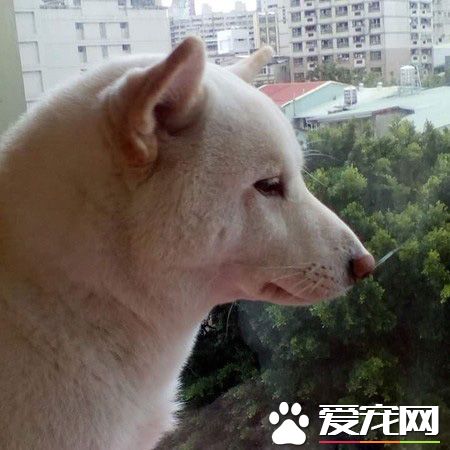 本汪才不是你养的！踩到地雷汪汪可是翻脸不认人的