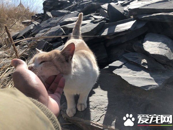 要是再不走一定走不了 旅途偶遇亲人猫咪不舍离开