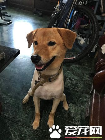 你一口我一口 阿公每天给金孙汪喂早餐