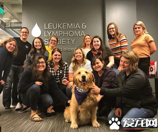 萌犬叼着热狗堡配合主人拍照 超乖巧的模样萌翻天