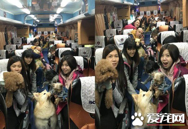 汪星人旅行团 下车都是狗惊讶到路人