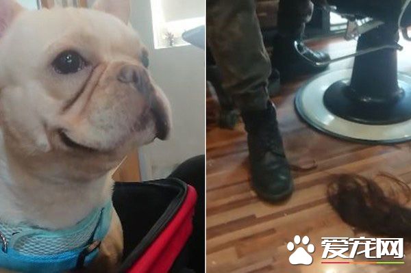 气到发抖！超萌法斗以为妈妈被欺负