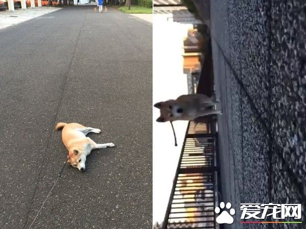 一招让任性柴柴认输 神奇让赖半路不肯动的懒柴起身