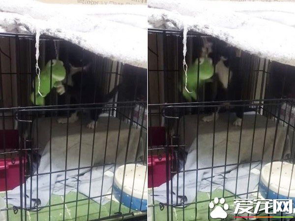 猫界拳王诞生了！爱上对着青蛙玩偶练功夫的萌猫