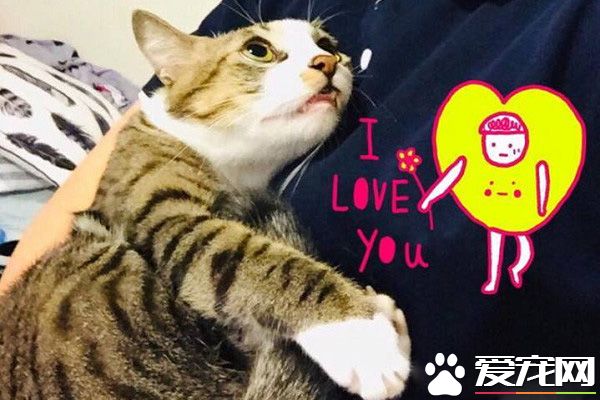 用爱卸下防心！浪猫历经10个多月才给摸抱