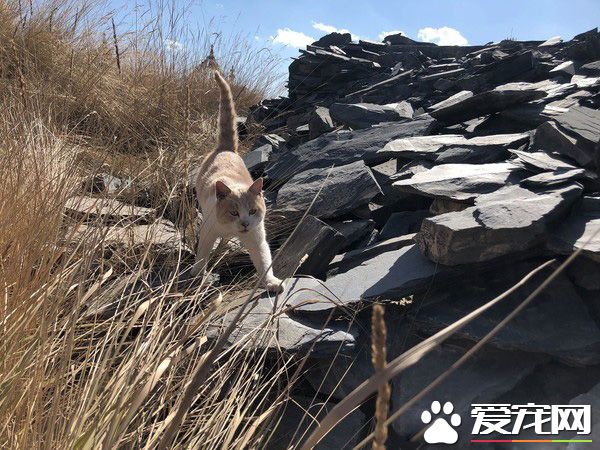 要是再不走一定走不了 旅途偶遇亲人猫咪不舍离开