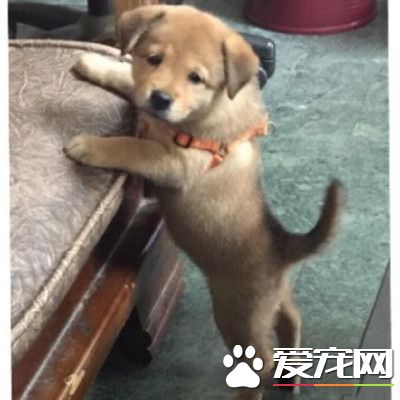 你一口我一口 阿公每天给金孙汪喂早餐