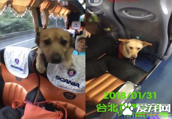 汪星人旅行团 下车都是狗惊讶到路人