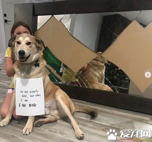 超可爱固执汪星人 小主人开空气门才进门的小怪癖