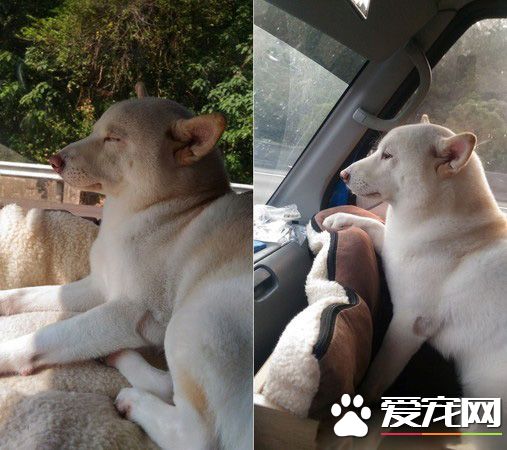 本汪才不是你养的！踩到地雷汪汪可是翻脸不认人的