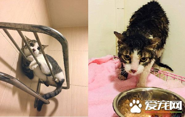 用爱卸下防心！浪猫历经10个多月才给摸抱