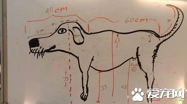 5cm亮点！老公帮狗量的超专业各部位长度详解图
