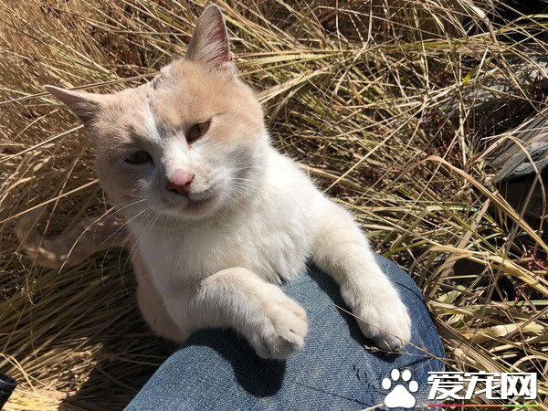 要是再不走一定走不了 旅途偶遇亲人猫咪不舍离开