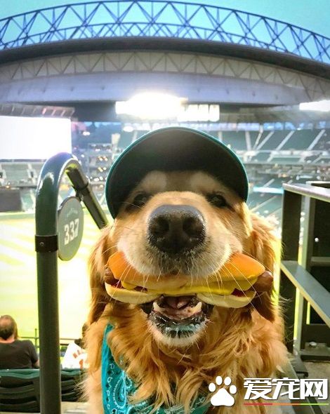 萌犬叼着热狗堡配合主人拍照 超乖巧的模样萌翻天