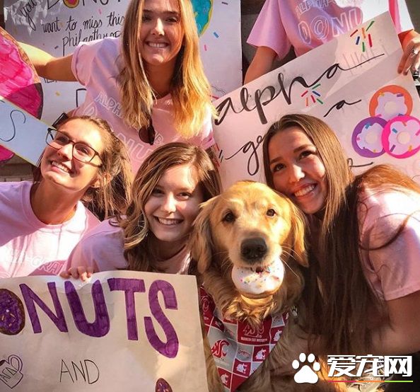 萌犬叼着热狗堡配合主人拍照 超乖巧的模样萌翻天