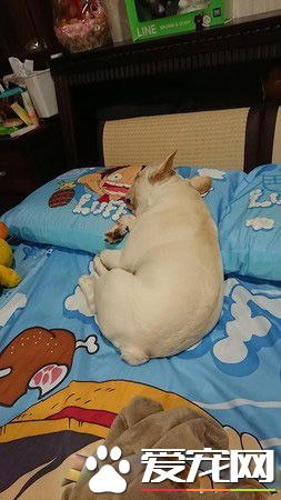 气到发抖！超萌法斗以为妈妈被欺负