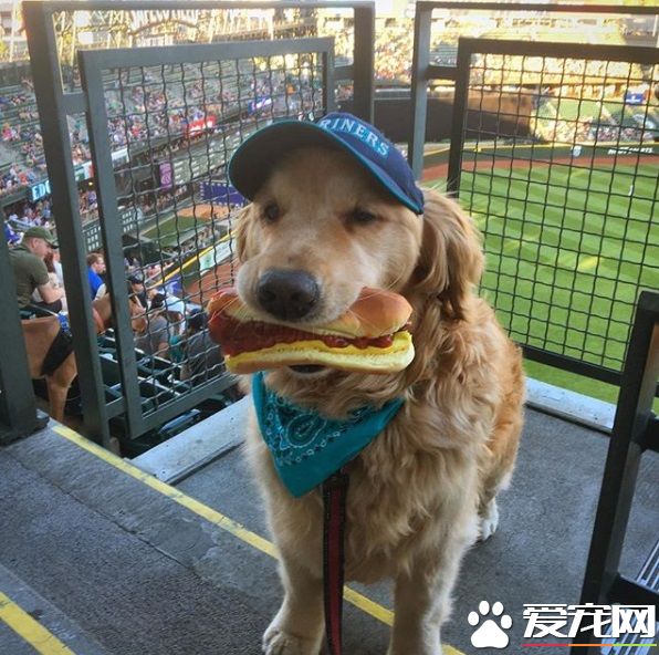 萌犬叼着热狗堡配合主人拍照 超乖巧的模样萌翻天