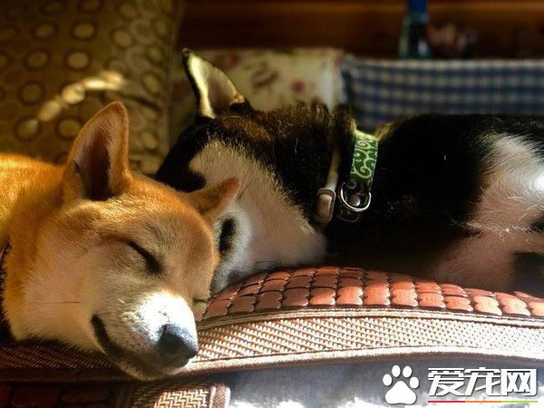 狗狗之间的爱情 老婆住院17天康复后每晚都要亲亲