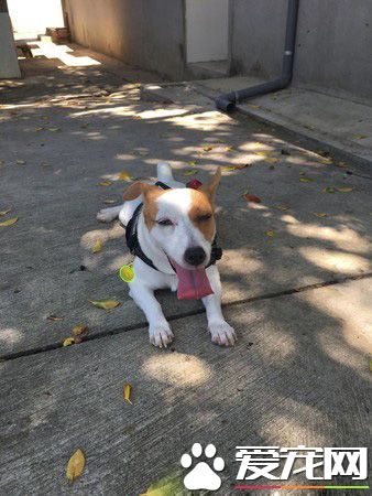 天生谐星汪汪 超可爱行为笑翻网友