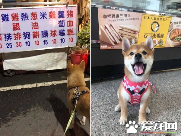 好便宜！超萌柴柴看价格表若有所思