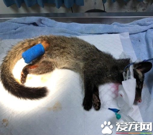 受伤野生动物不停哀嚎 动保员紧急为白鼻心救援