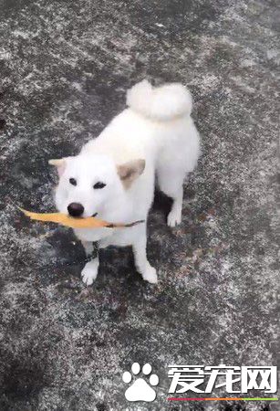 超温馨场面!白柴时隔一个月见邮差哥哥超激动