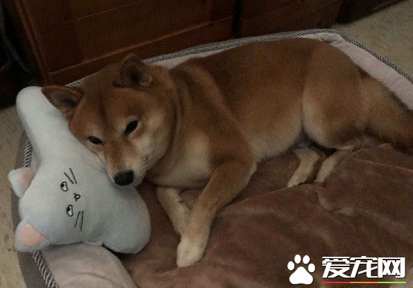 发粪涂树 柴柴的特殊上厕所方式给树留下黄金记号