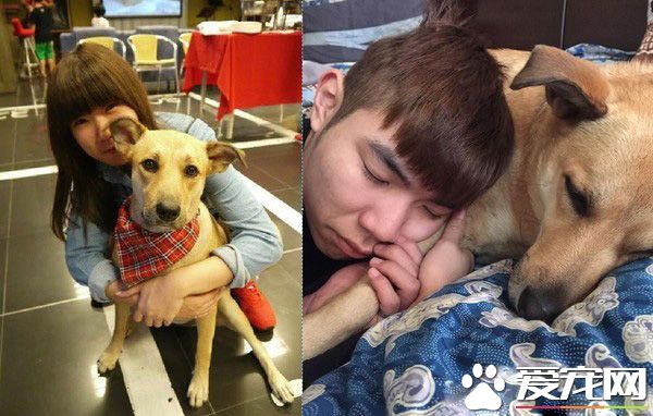 有一种胖叫隔壁老板养的胖 众人疼爱的幸福毛孩