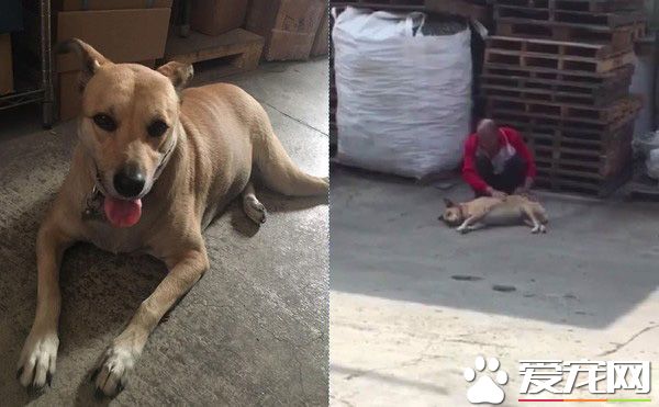 有一种胖叫隔壁老板养的胖 众人疼爱的幸福毛孩